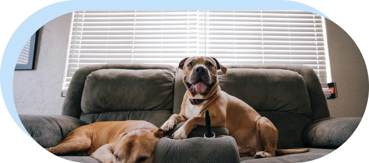 perros en una casa foto horizontal