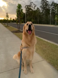 Un golden retriver